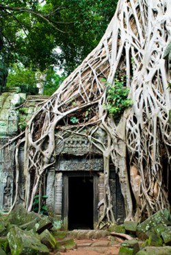 Angkor - Ta Pomh temple